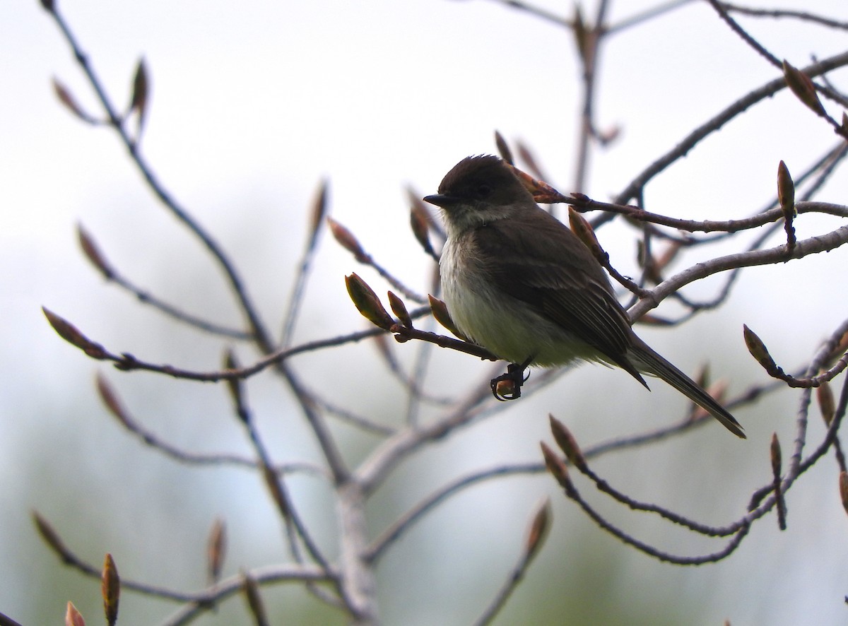 Eastern Phoebe - ML618582110