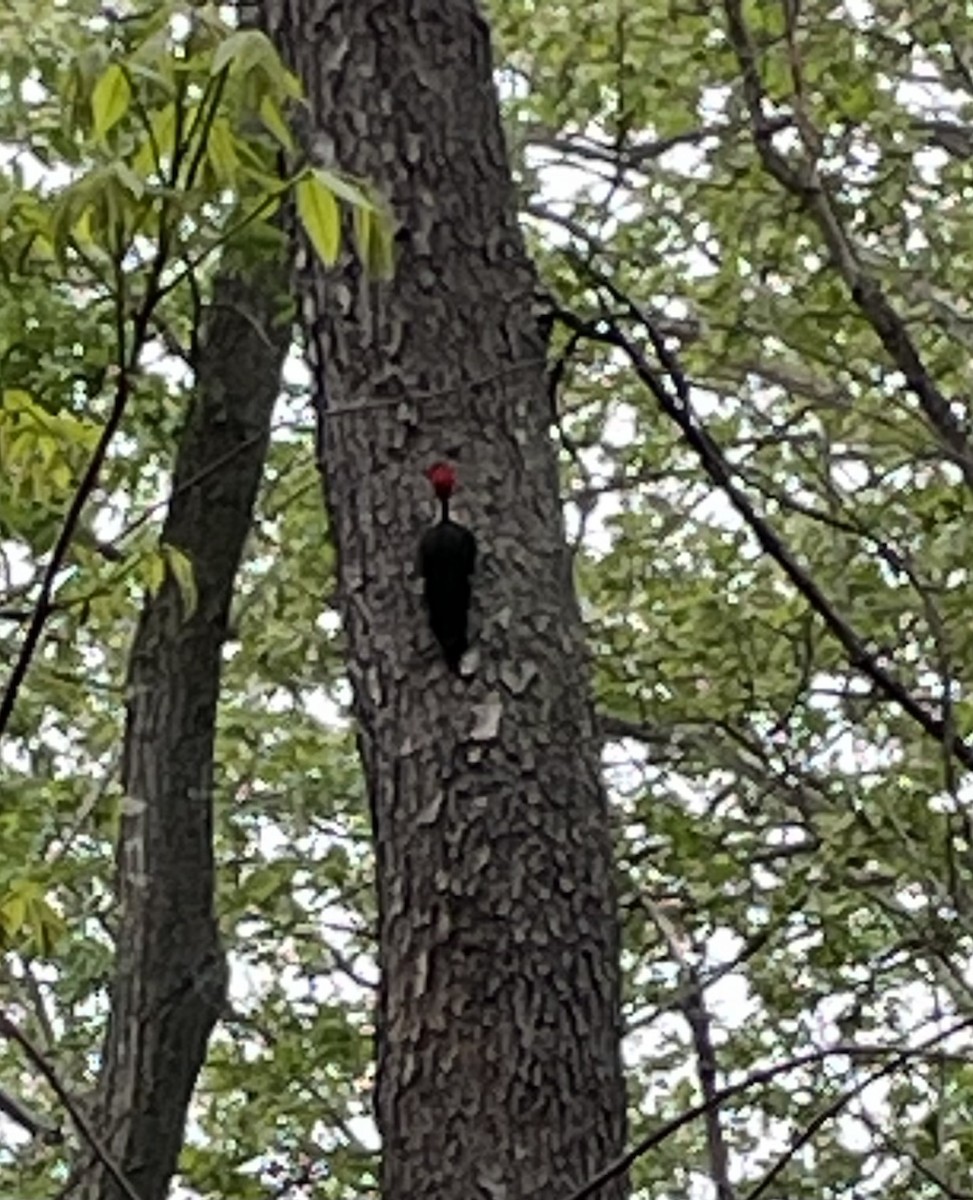 Pileated Woodpecker - ML618582115