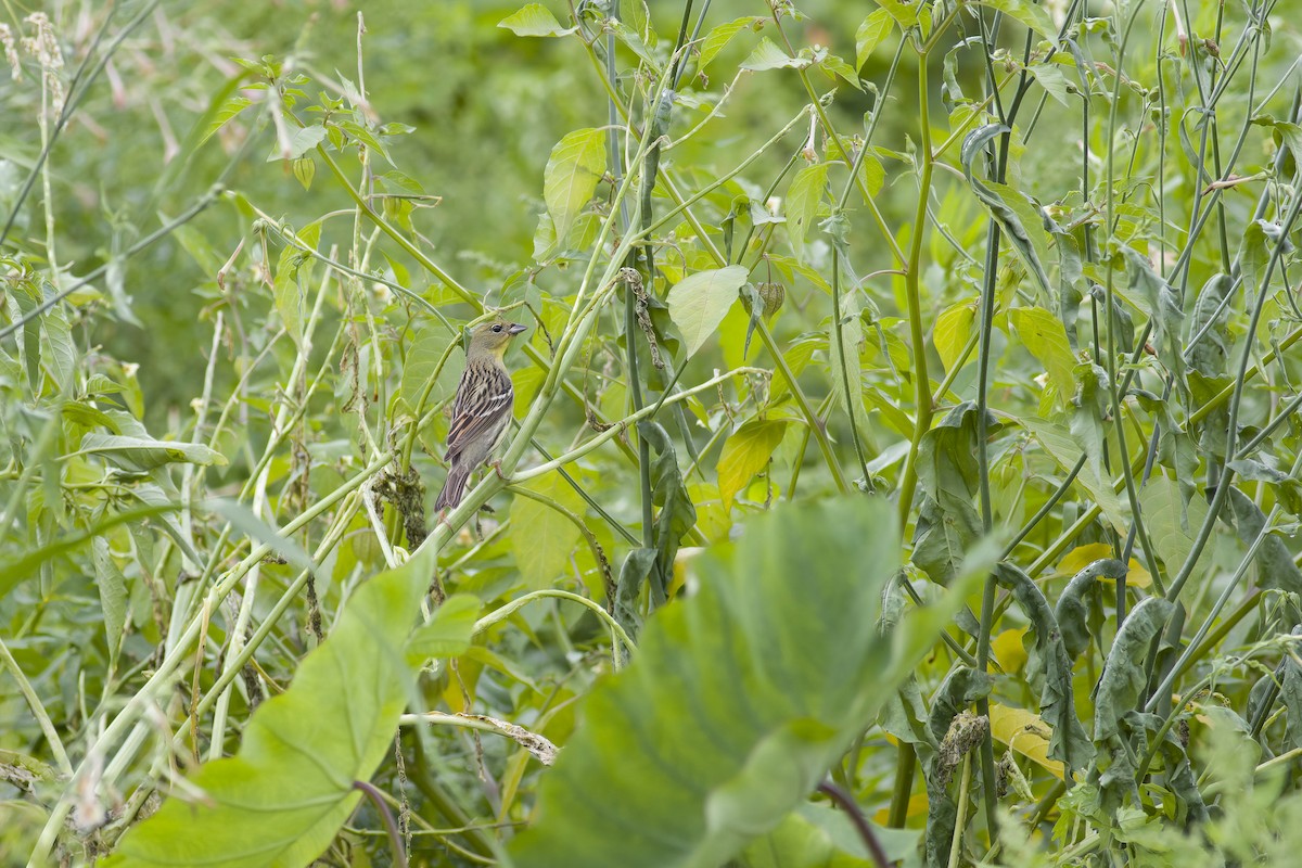 Yellow Bunting - ML618582137