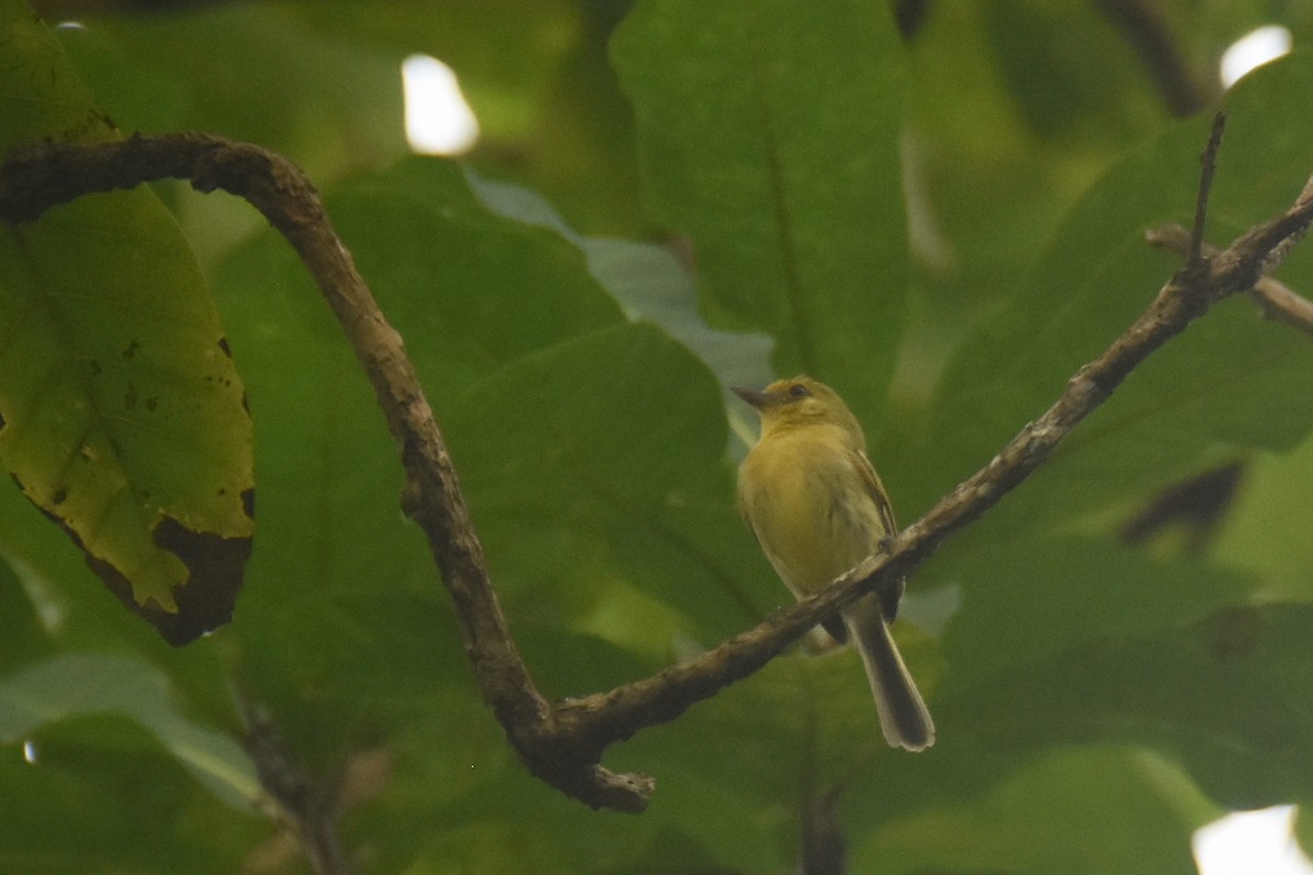 Tyranneau à poitrine jaune - ML618582146