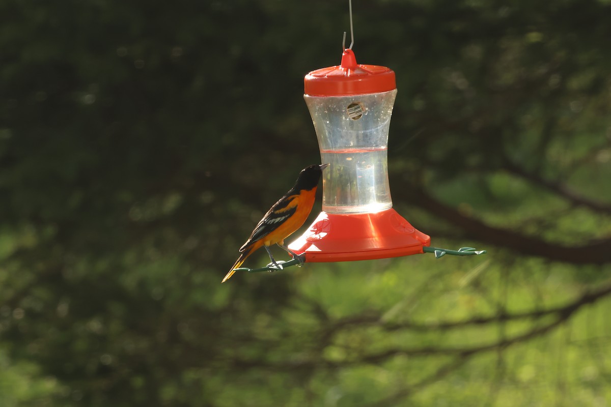 Baltimore Oriole - ML618582148