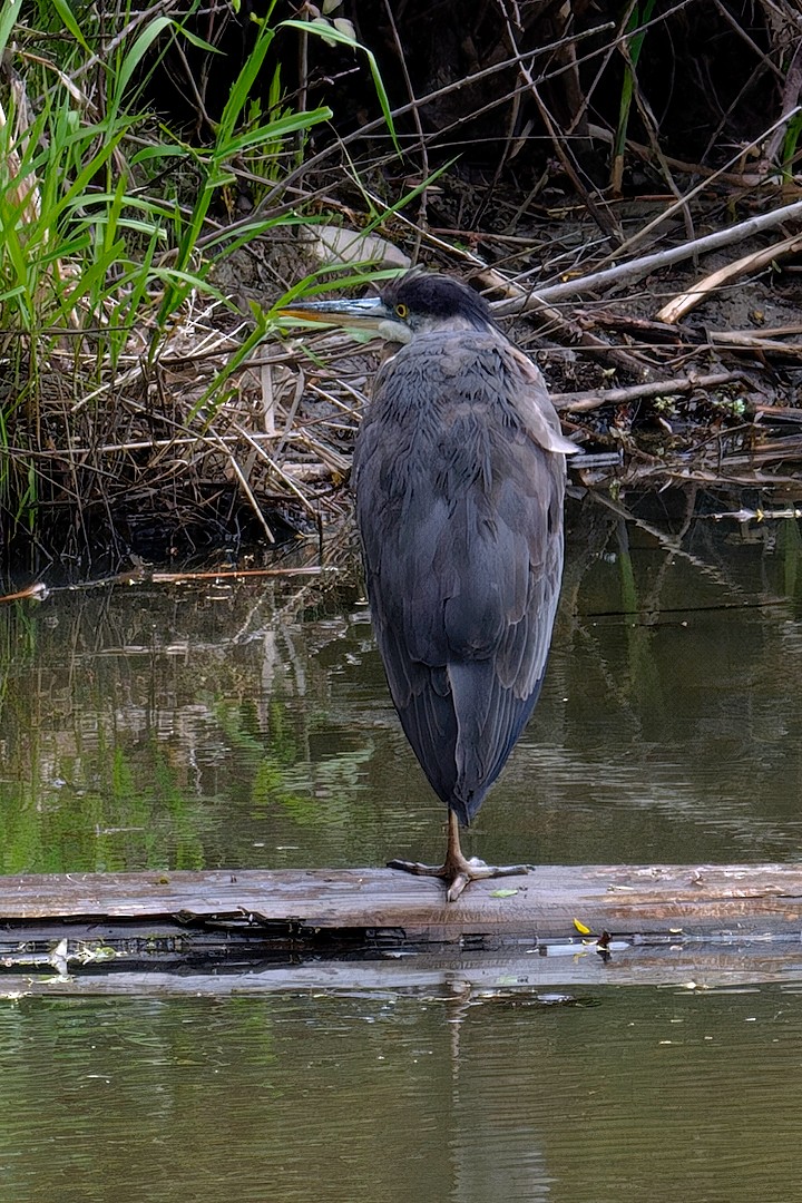 Great Blue Heron - ML618582155