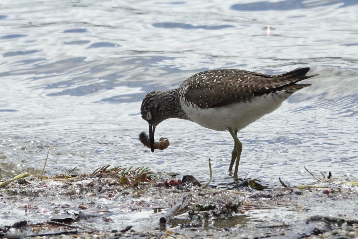 Solitary Sandpiper - Elaine Marie