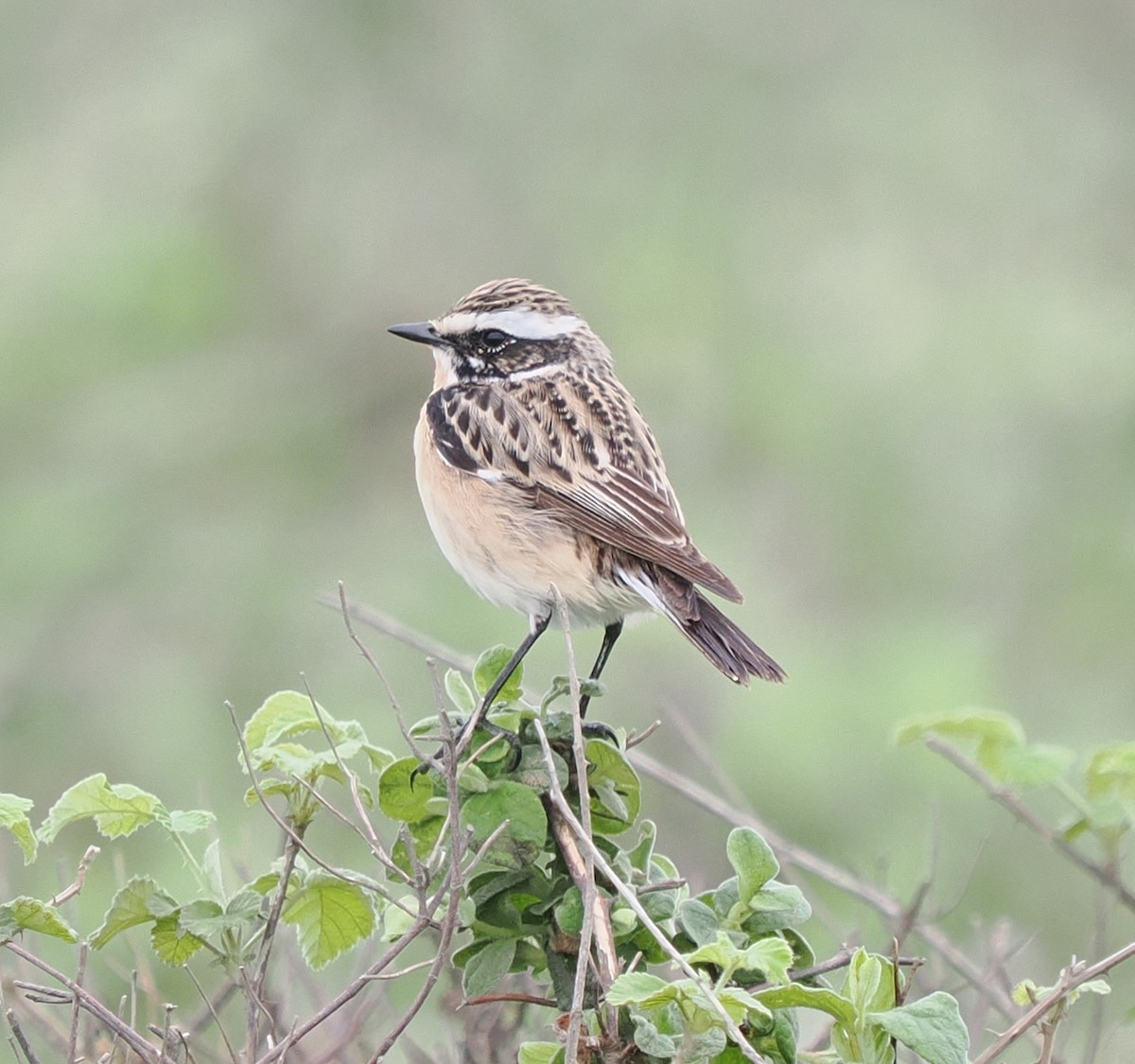 Whinchat - ML618582163