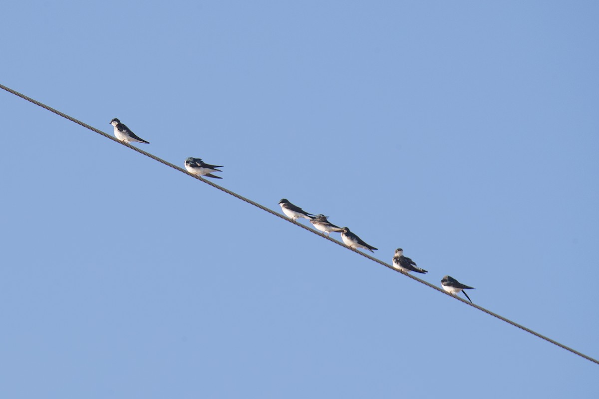 Tree Swallow - Gail Pfoh