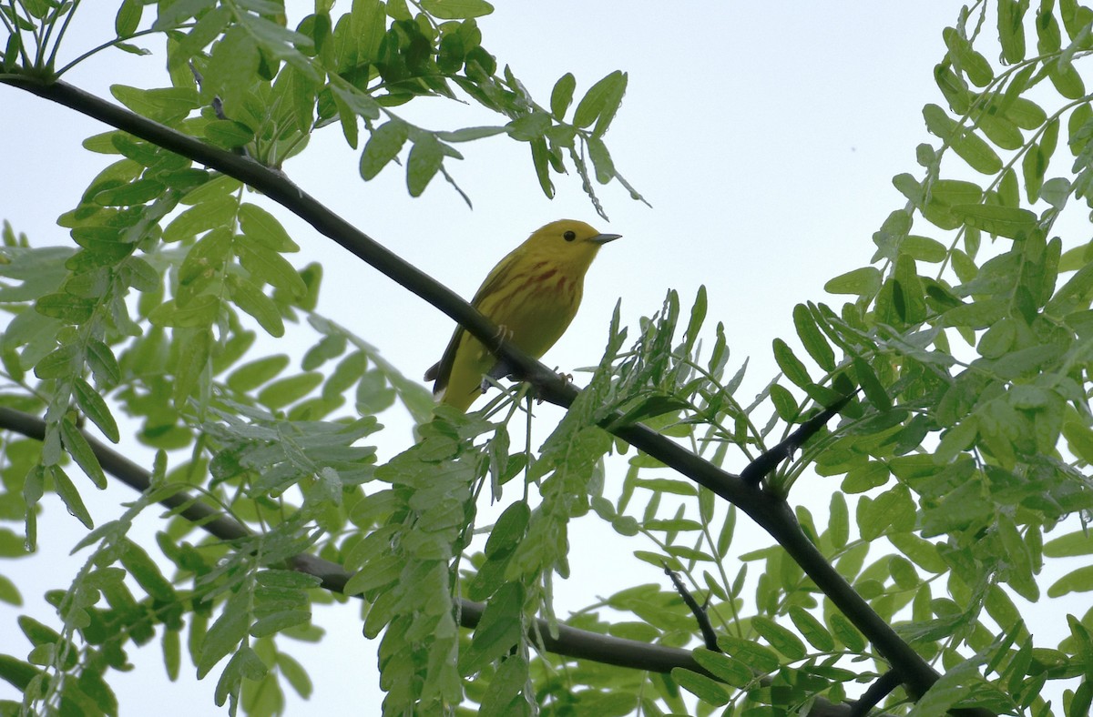 Yellow Warbler - ML618582167