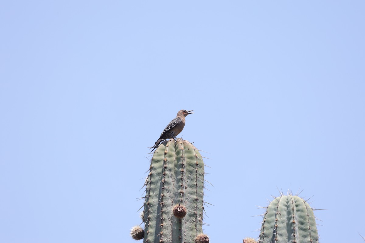 Gray-breasted Woodpecker - L. Ernesto Perez Montes (The Mexican Violetear 🦉)