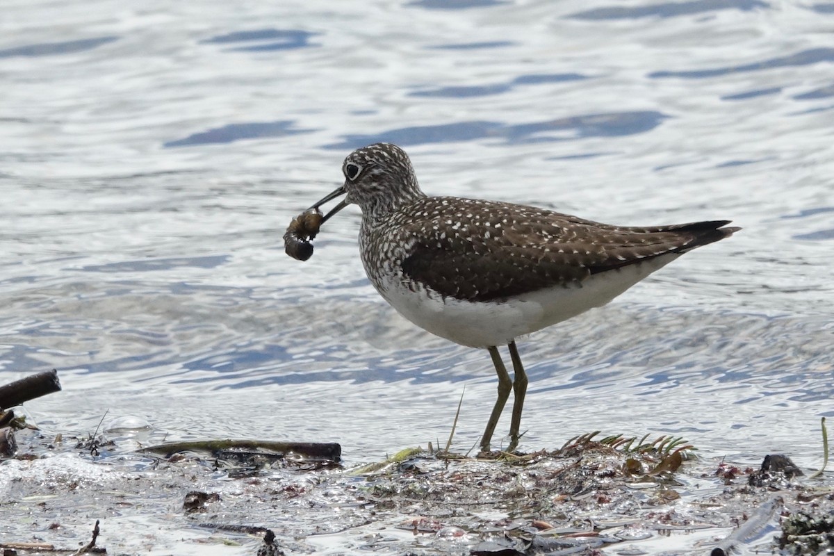 Solitary Sandpiper - Elaine Marie