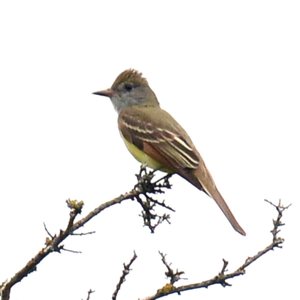 Great Crested Flycatcher - ML618582247