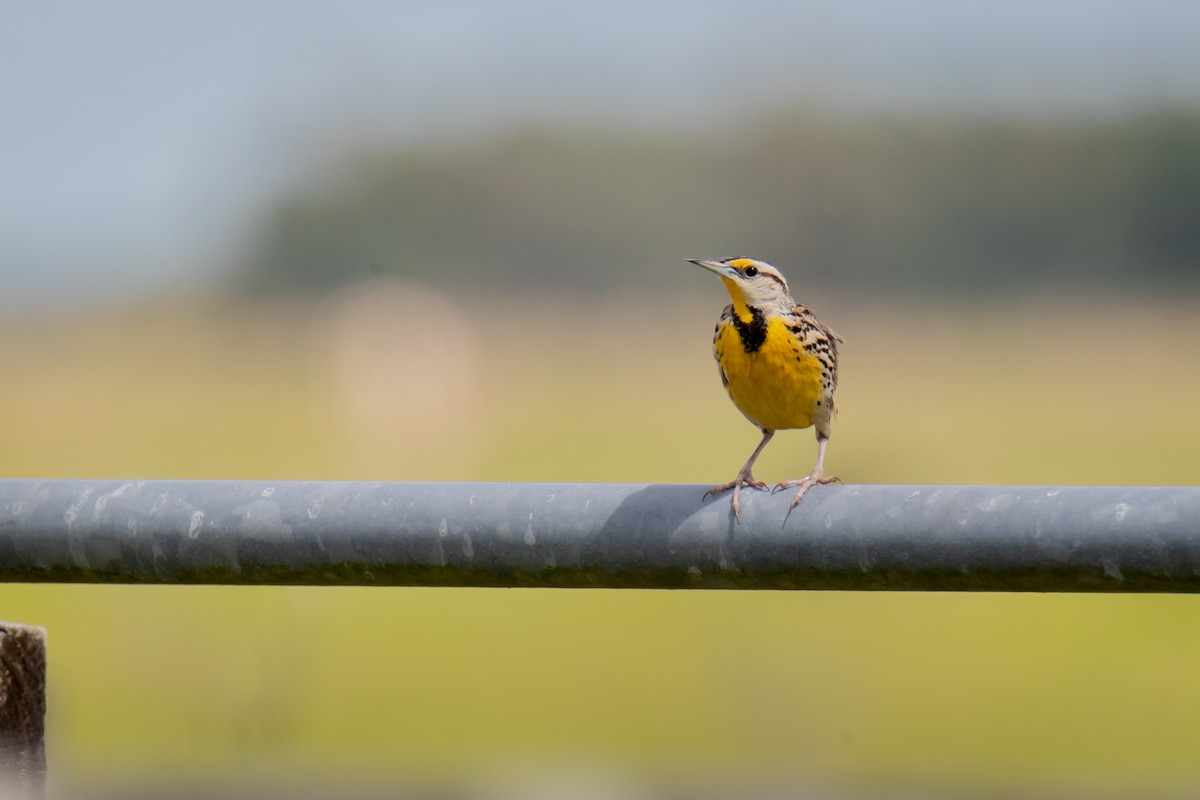 Eastern Meadowlark - Gail Pfoh