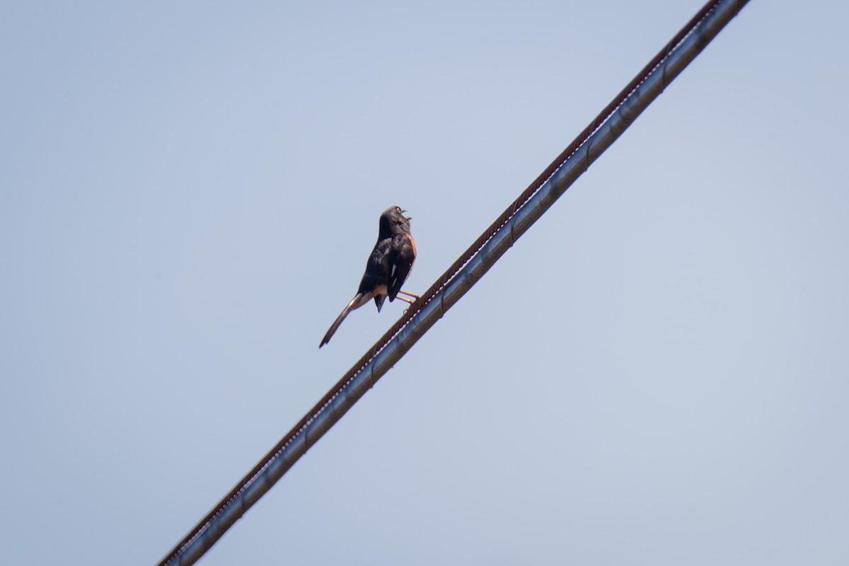 Eastern Towhee - Gail Pfoh