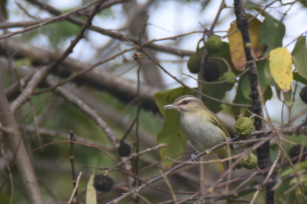 Black-whiskered Vireo - Luke Berg