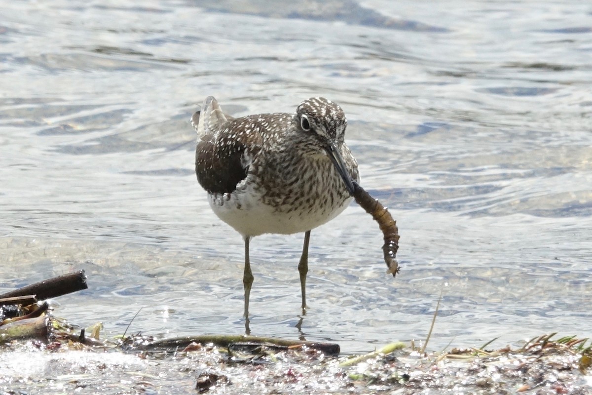 Solitary Sandpiper - Elaine Marie