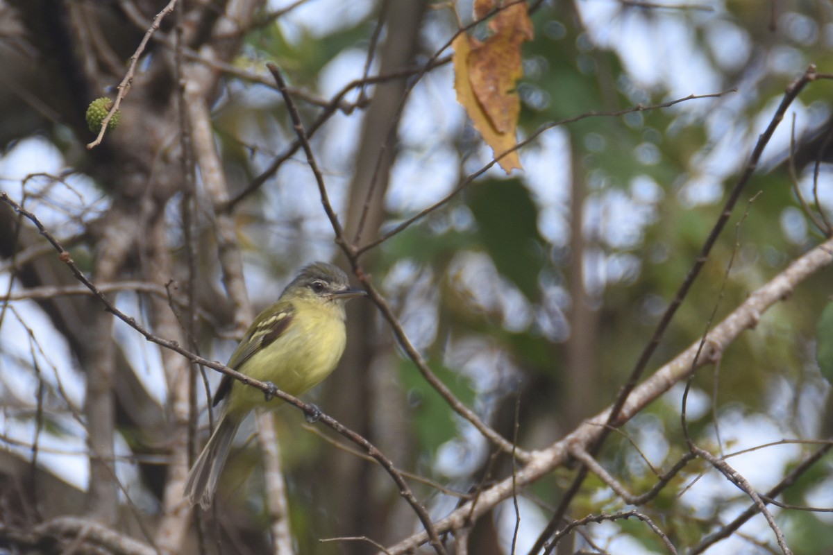 Yellow-olive Flatbill (exortivus) - ML618582289