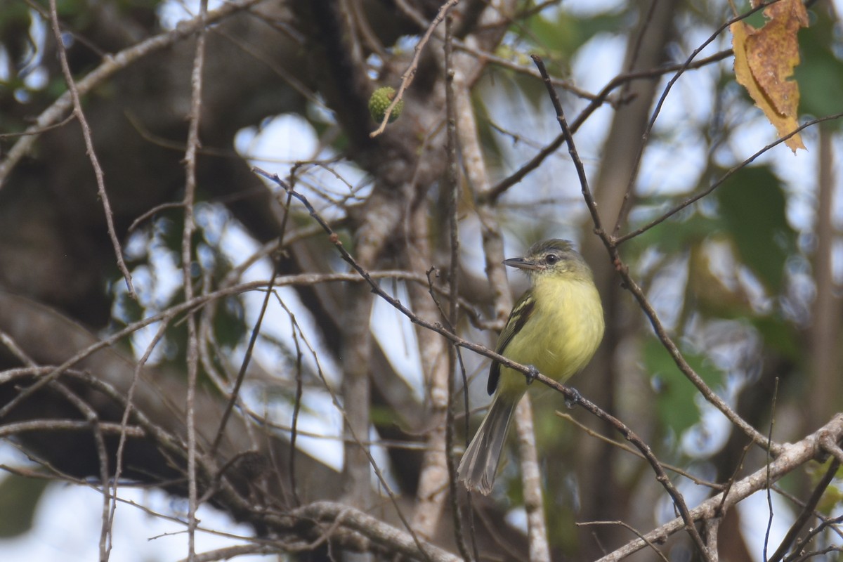 Yellow-olive Flatbill (exortivus) - ML618582290