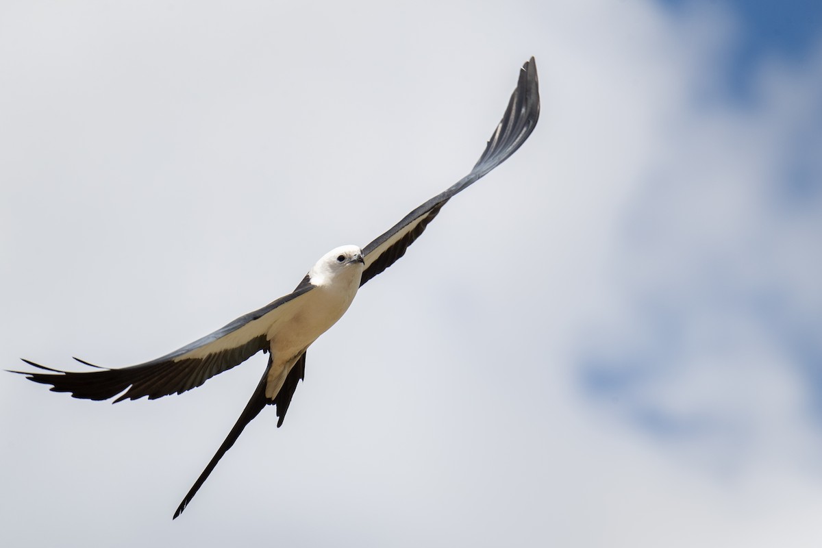 Swallow-tailed Kite - Gail Pfoh