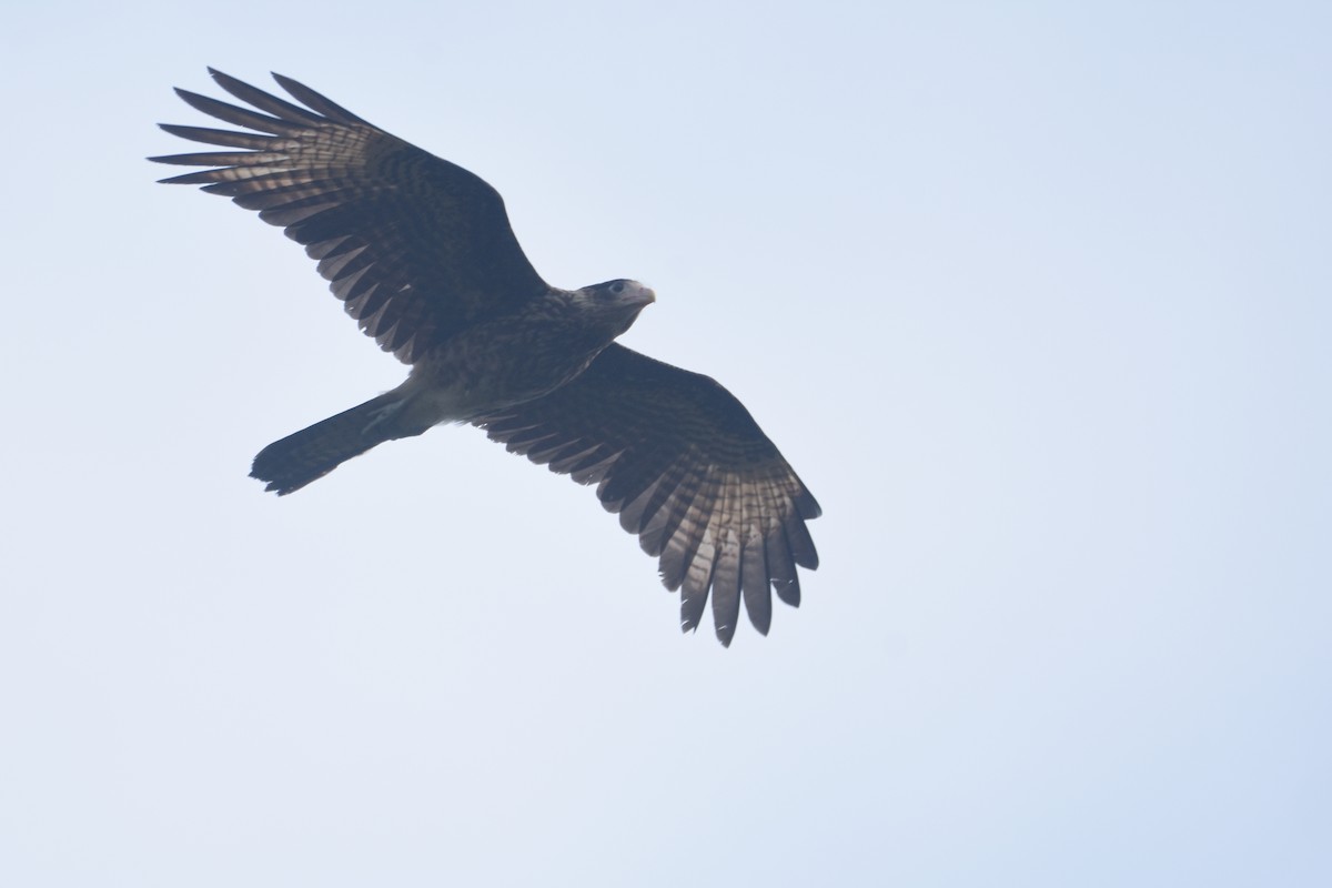 Caracara Chimachima - ML618582310