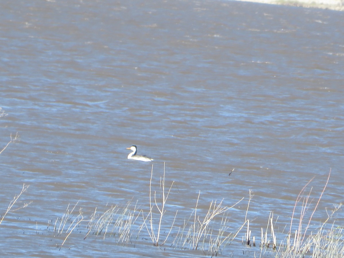 Clark's Grebe - ML618582317