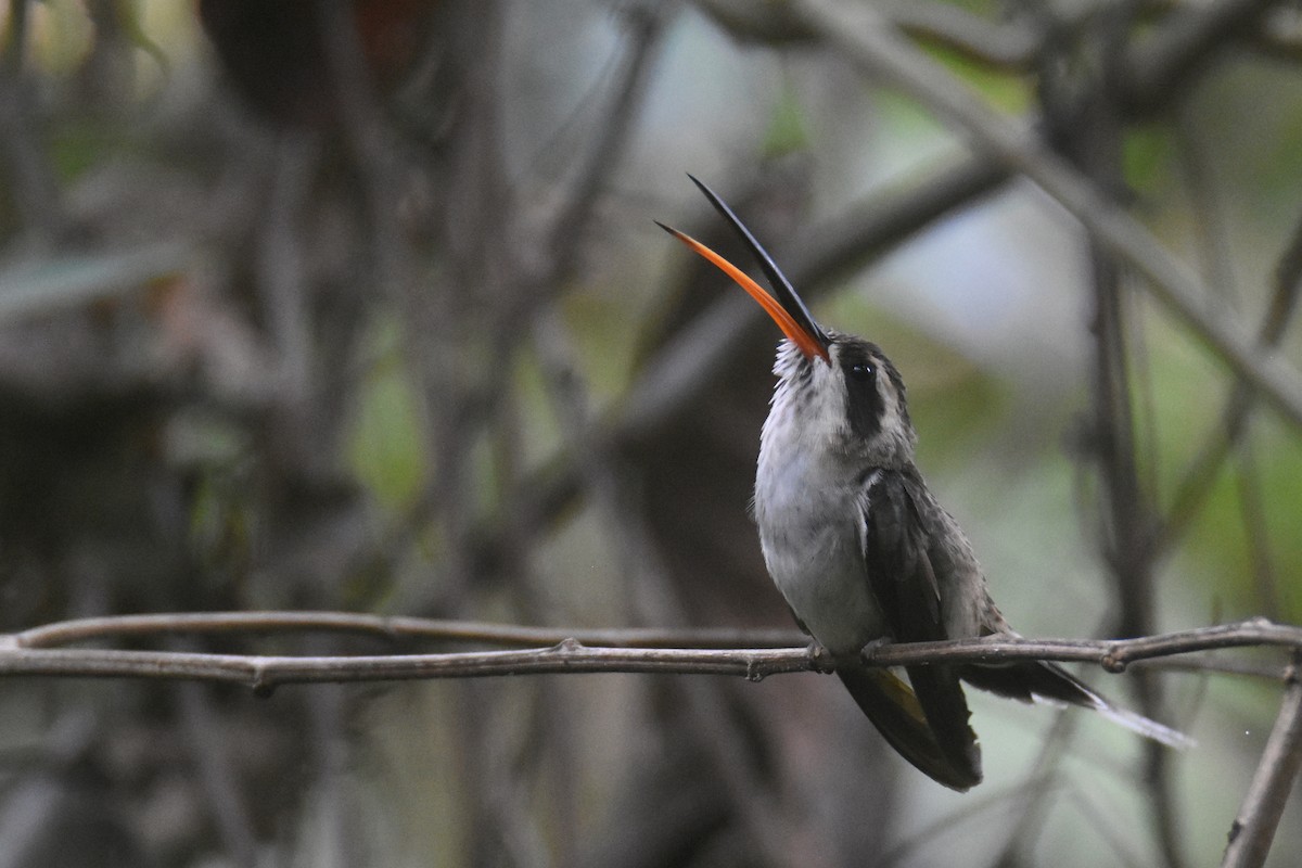 Pale-bellied Hermit - ML618582320