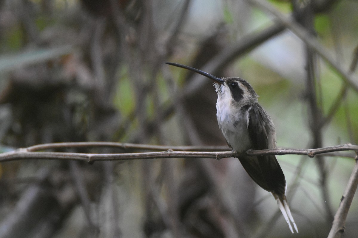 Pale-bellied Hermit - ML618582321