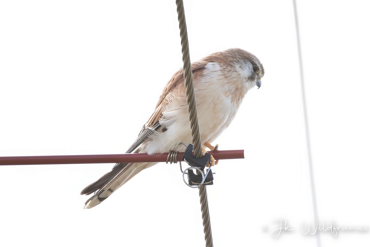 Nankeen Kestrel - JK Malkoha