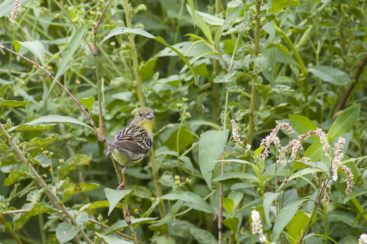 Yellow Bunting - ML618582339