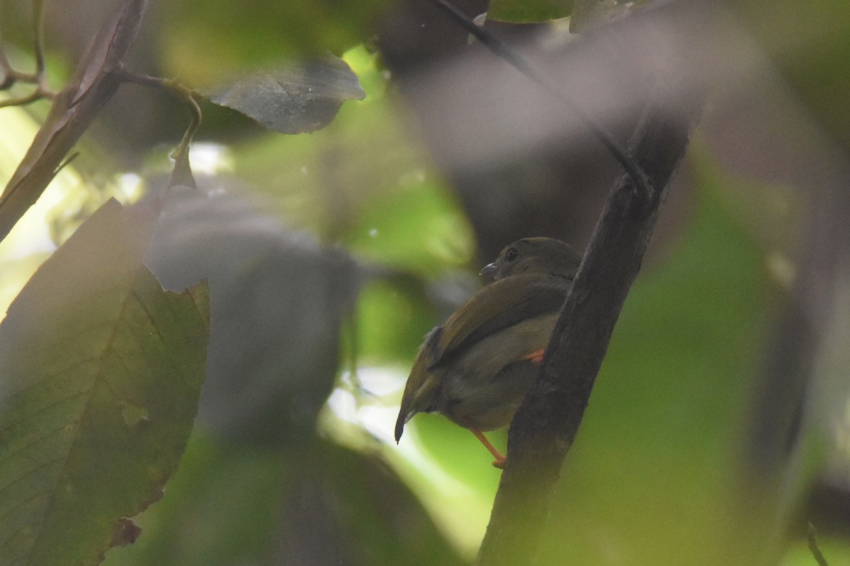 White-bearded Manakin - Luke Berg