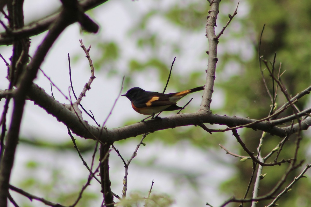 American Redstart - Nicholas Slimmon