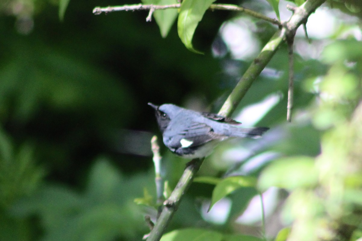 Black-throated Blue Warbler - Nicholas Slimmon