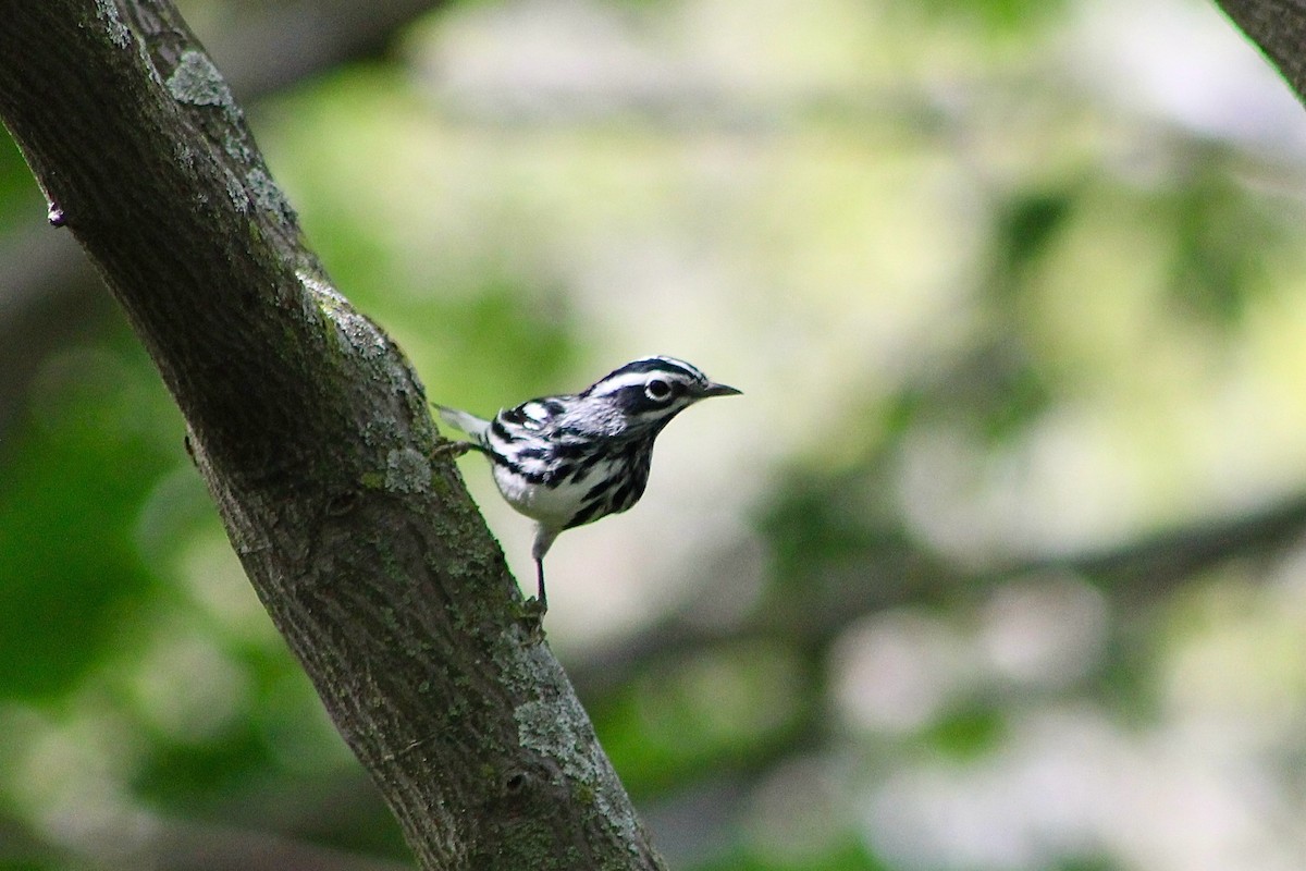 Black-and-white Warbler - Nicholas Slimmon