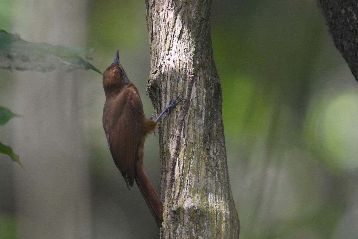 Plain-brown Woodcreeper - Luke Berg