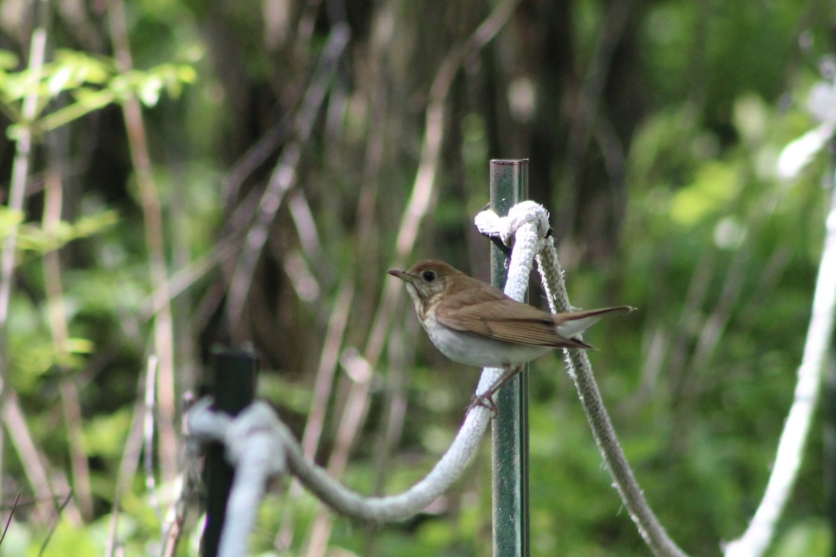 Veery - Nicholas Slimmon