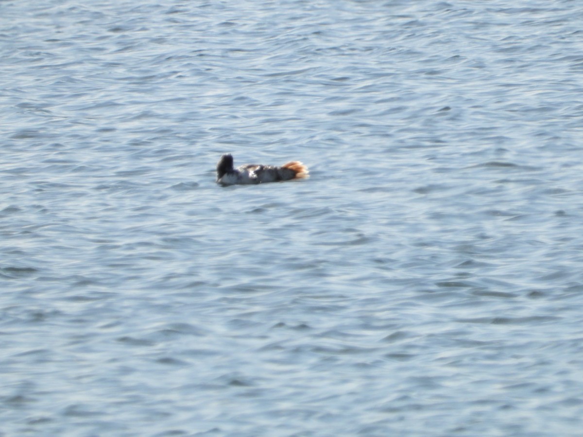 Common Goldeneye - ML618582411