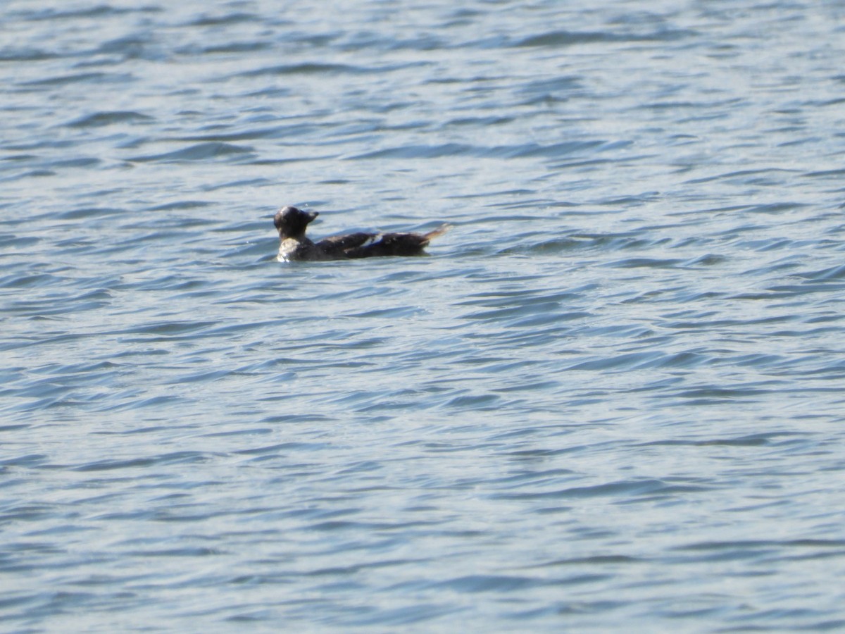 Common Goldeneye - ML618582412