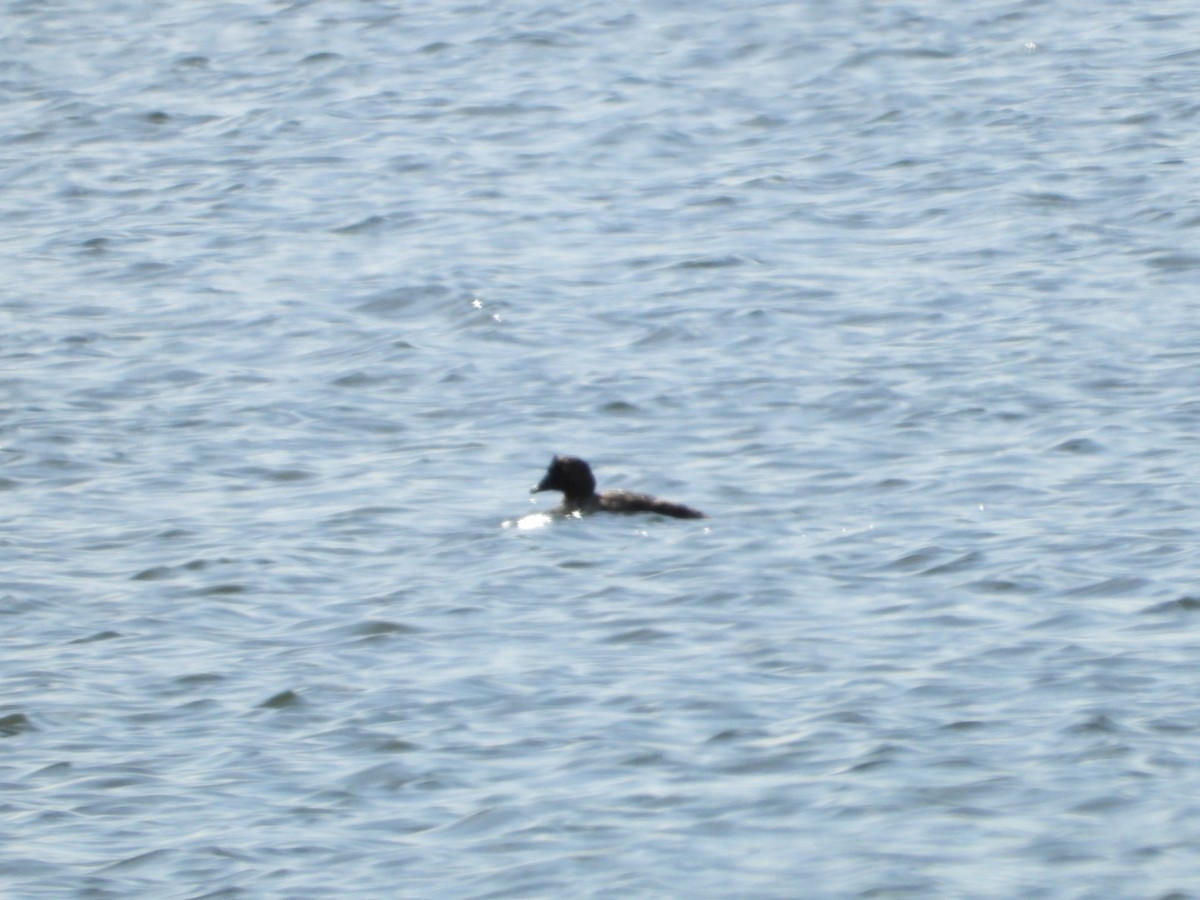 Common Goldeneye - ML618582413