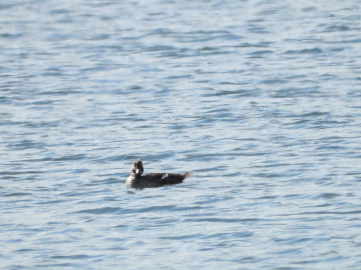 Common Goldeneye - ML618582414