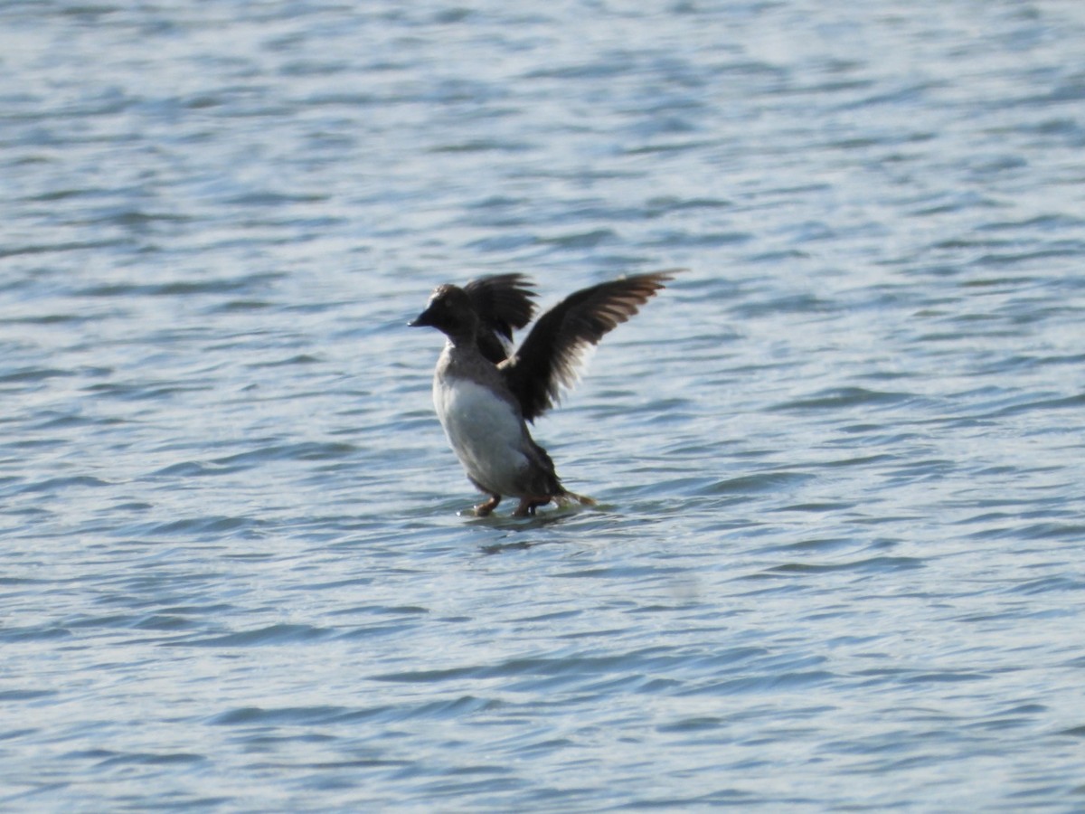 Common Goldeneye - ML618582415