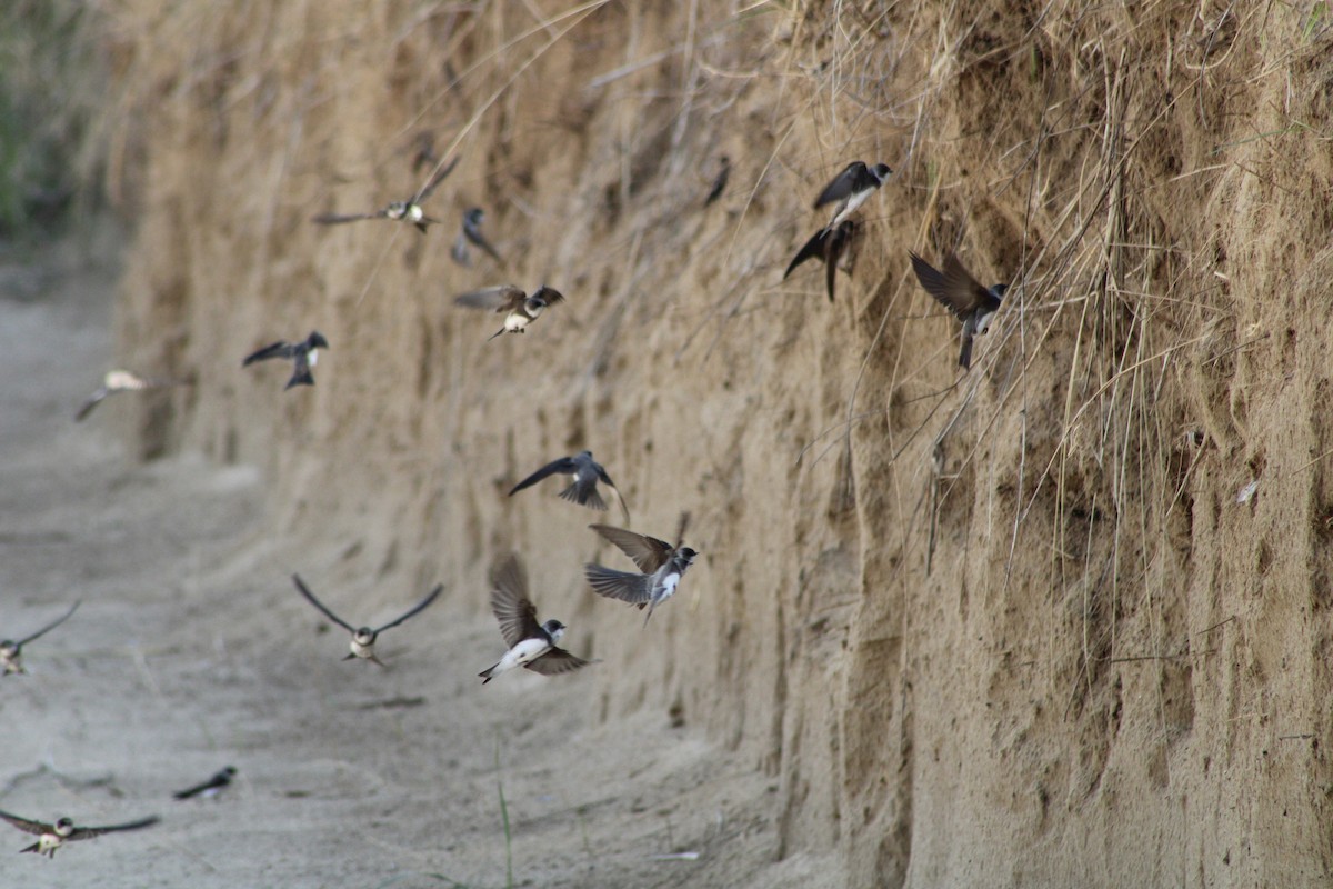 Bank Swallow - ML618582421