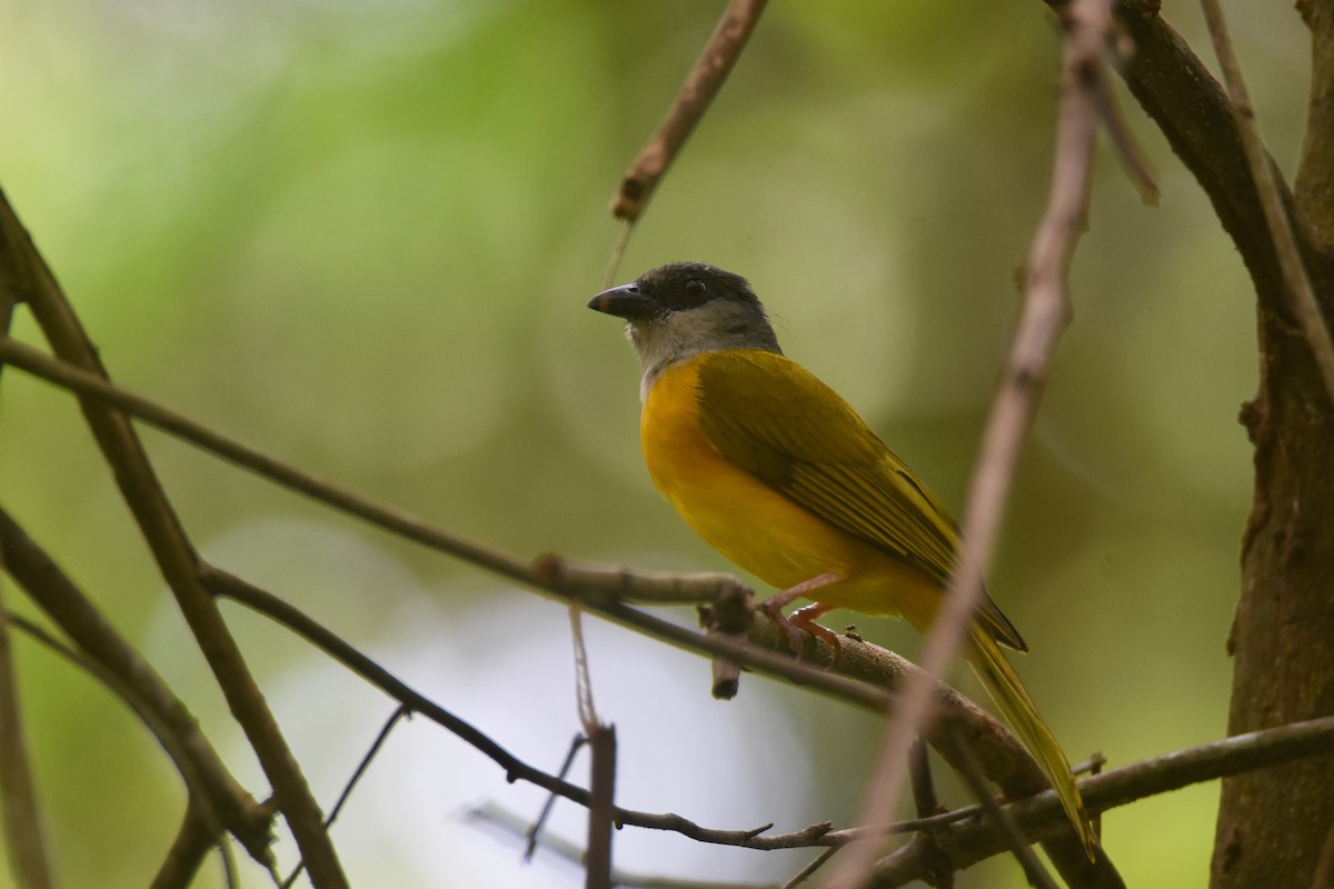 Gray-headed Tanager - ML618582436