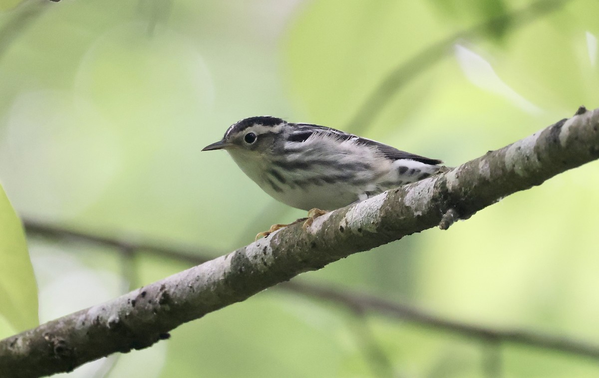 Black-and-white Warbler - Anne Bielamowicz