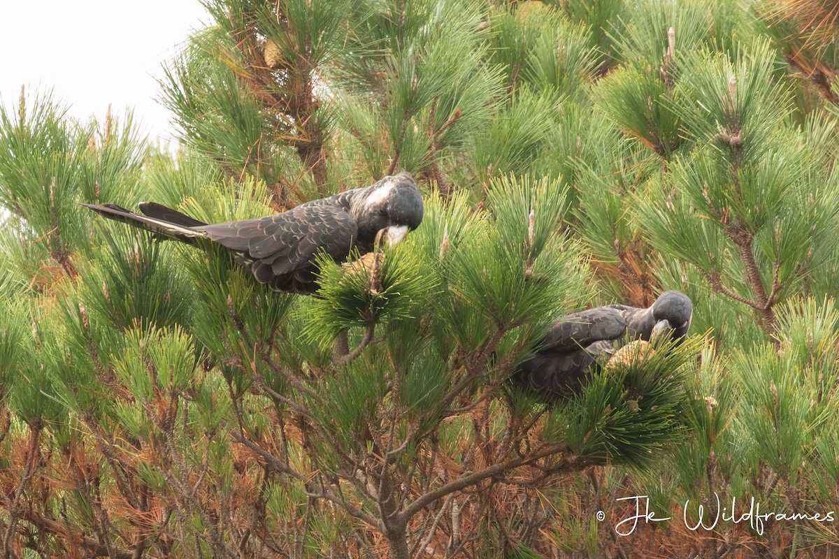 Carnaby's Black-Cockatoo - ML618582442