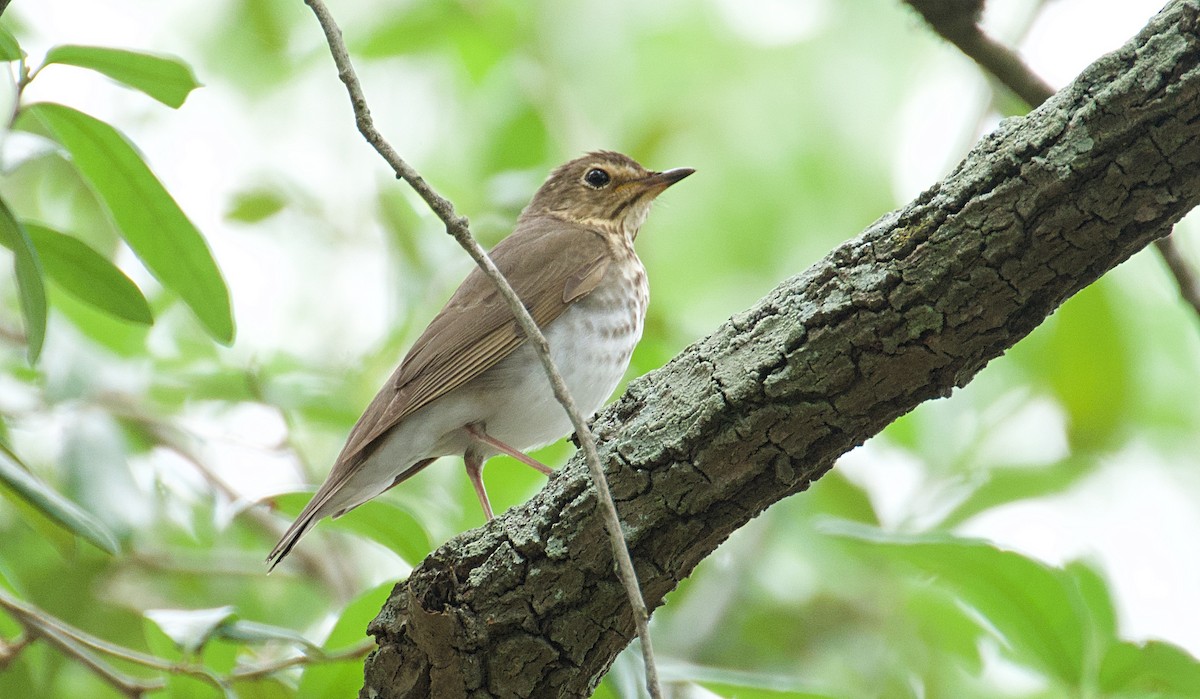 Swainson's Thrush - ML618582463