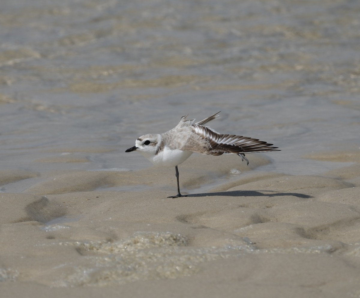 Snowy Plover - Todd DeVore