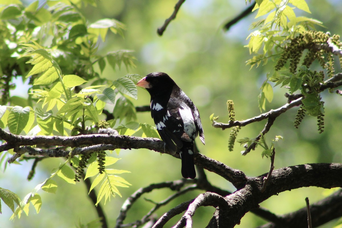 Rose-breasted Grosbeak - Nicholas Slimmon