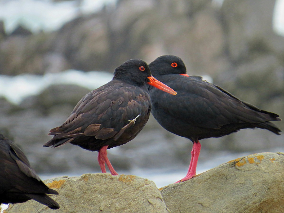 African Oystercatcher - ML618582499
