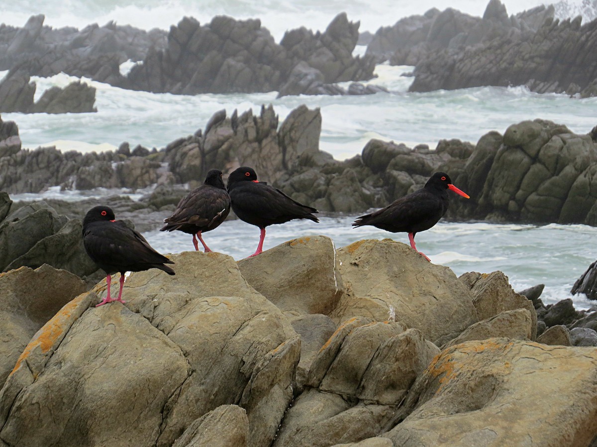 African Oystercatcher - ML618582500