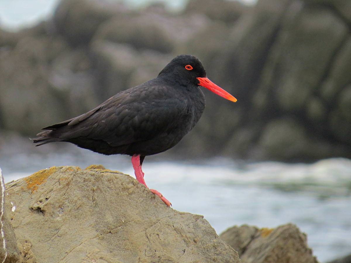 African Oystercatcher - ML618582501