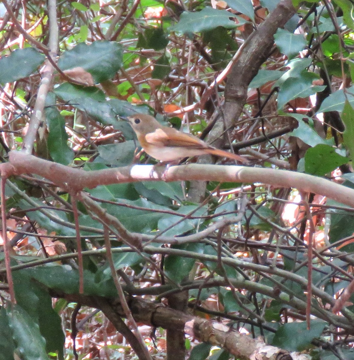 Fulvous-chested Jungle Flycatcher - ML618582521