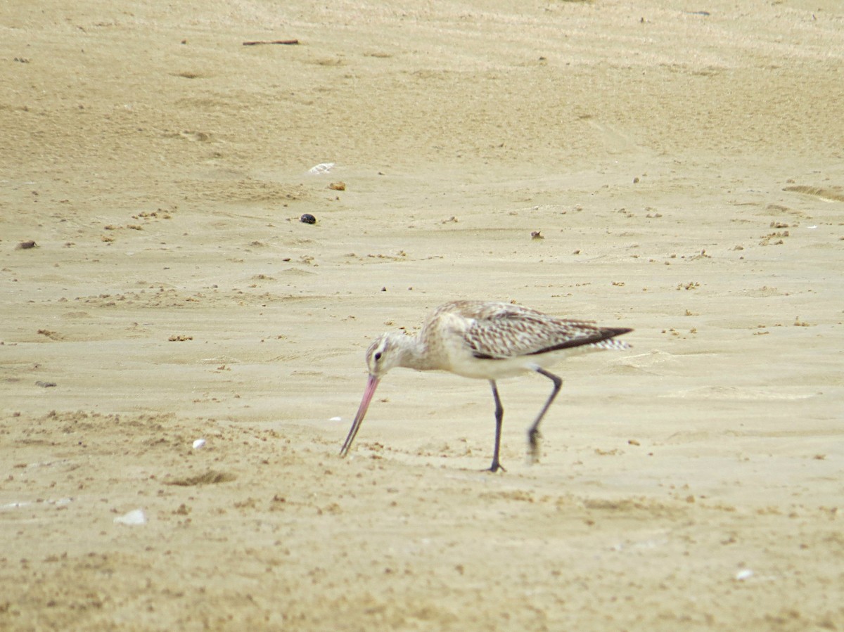 Хурган цууцал - ML618582528