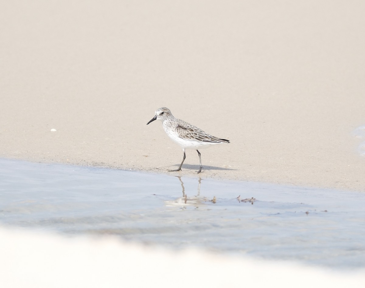 Semipalmated Sandpiper - Todd DeVore